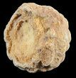 Flower-Like Sandstone Concretion - Pseudo Stromatolite #62223-1